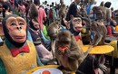 Chuyên lạ có thật: Khỉ xâm chiếm "thành phố khỉ"