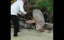 Video: Giải cứu rùa khổng lồ bị mắc kẹt