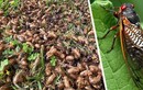 Hơn 1.000 tỷ con côn trùng này đội đất chui lên ở Mỹ 