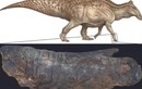 "Xác ướp" khủng long thực sự tồn tại và cách chúng được tạo ra 