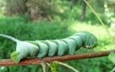 “Hung thần” phá hoại mùa màng thành đặc sản, giá hơn 300.000 đồng/kg