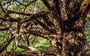 Khu rừng bí ẩn của “phù thủy hắc ám” nổi tiếng nhất nước Anh