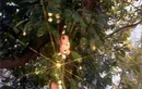 Bí ẩn về cây nhân sâm ở Ngũ Trang Quán trong Tây Du Ký 