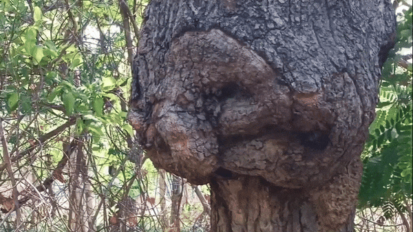 Kinh ngạc thân cây có hình giống "mặt người"