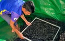 Ở Kon Tum, dân nuôi lươn dày đặc, bán thu tiền quanh năm