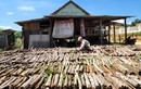 Cây thơm phức dân một xã ở Bình Định trồng bóc vỏ bán 