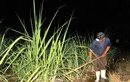Nắng hạn kéo dài, nông dân Ninh Thuận xuyên đêm dẫn nước cứu mía