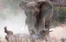 Vì sao voi châu Phi đực thường xuyên "gây chiến" với tê giác?