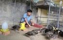 Nông dân Bà Rịa - Vũng Tàu nuôi chồn hương, bán 10 triệu/cặp