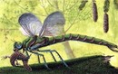 Tận mục loài chuồn chuồn khổng lồ dài 2 mét thời tiền sử
