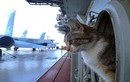 Mèo trên tàu chiến: Như một chiến binh, có trang bị, nhiệm vụ rõ ràng