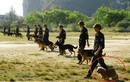 Những giống chó nghiệp vụ được cảnh sát Việt Nam tin dùng, có con xinh như chó cảnh
