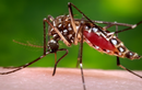 Muỗi Zika xuất hiện ở nhiều nước quanh Việt Nam 
