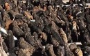 Phận thảm giống chó đắt nhất thế giới ở Tây Tạng
