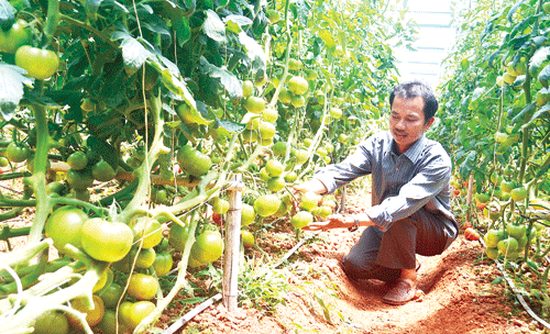 Đến trang trại “triệu đô” mua nông sản sạch và... du lịch 