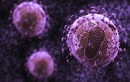 Tìm ra kháng thể mới tiêu diệt được 99% virus HIV