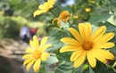Du khách nô nức chụp ảnh với hoa dã quỳ vàng rực ở Ba Vì 