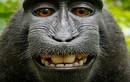 Khi động vật cười “nhăn răng” (3)