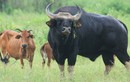 Ly kỳ "chuyện tình" bò tót và bò nhà tại Phước Bình