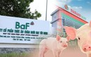 Ngành chăn nuôi heo tích cực hơn, BAF và DBC có triển vọng gì?