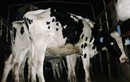 220 con bò “triệu đô” đi máy bay từ Úc về VN