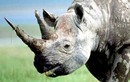5 sừng tê giác 15 tỷ từ châu Phi tuồn vào VN