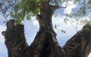 Lộ diện “đại gia” bứng cây Sộp 200 năm làm…của riêng