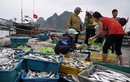 Công bố kết quả xét nghiệm hải sản ở miền Trung