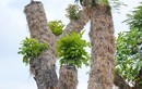 Hàng cây xà cừ Kim Mã “hồi sinh” mạnh mẽ sau 7 tháng di dời