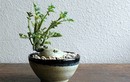 Mê tít bonsai khoai tây bé như ngón tay tuyệt đẹp