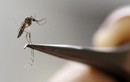Nam Phi xác nhận trường hợp nhiễm Zika đầu tiên