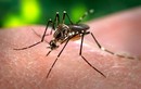 Hàn Quốc ghi nhận ca mắc Zika thứ 5 