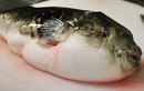 Biết gì về độc tố chết người trong cá nóc?