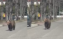 Thị trấn ban bố tình trạng khẩn cấp vì gấu tấn công người