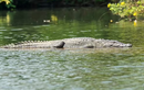 Phẫn nộ bà mẹ ném con 6 tuổi xuống sông đầy cá sấu  
