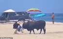 Khoảnh khắc kinh hãi nữ du khách bị bò húc trên bãi biển
