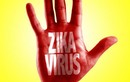 Bệnh do virus Zika ăn não có triệu chứng thế nào?