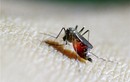 Cảnh báo virus Zika đã tiến sát biên giới Việt Nam