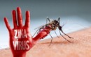 Bộ Y tế: Xác minh thông tin virus Zika gây rối loạn não người lớn