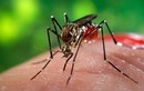 Bệnh nhân nhiễm Zika ở Nhật không phải người Việt