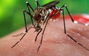 Bộ Y tế gửi công điện khẩn phòng chống virus Zika