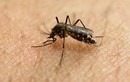 Phát hiện thêm các ca nhiễm Zika ở Phillipines