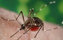 Miền Bắc trở lạnh, tiềm ẩn nguy cơ lây truyền virus Zika