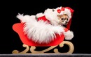 “Cute” lạc lối bộ ảnh những chú cún diện trang phục Giáng Sinh
