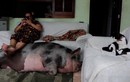 Choáng váng vì thú cưng mini “hóa” lợn nái khổng lồ sau 3 năm