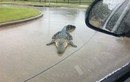 Cá sấu sổng chuồng lang thang trên đường sau mưa lũ