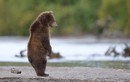 Tại sao gấu nâu vùng Kamchatka của Nga lại rất hiền?