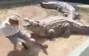 Cá sấu 5m tấn công người trông coi vườn thú trước mặt du khách