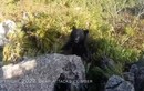 Bị gấu tấn công khi leo núi, người đàn ông tay không đánh trả