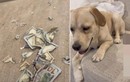 Khóc ròng vì chó cưng “xé tan” gần 70 triệu tiền lương